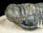 Huge, Inch Crotalocephalina Trilobite #4938-5